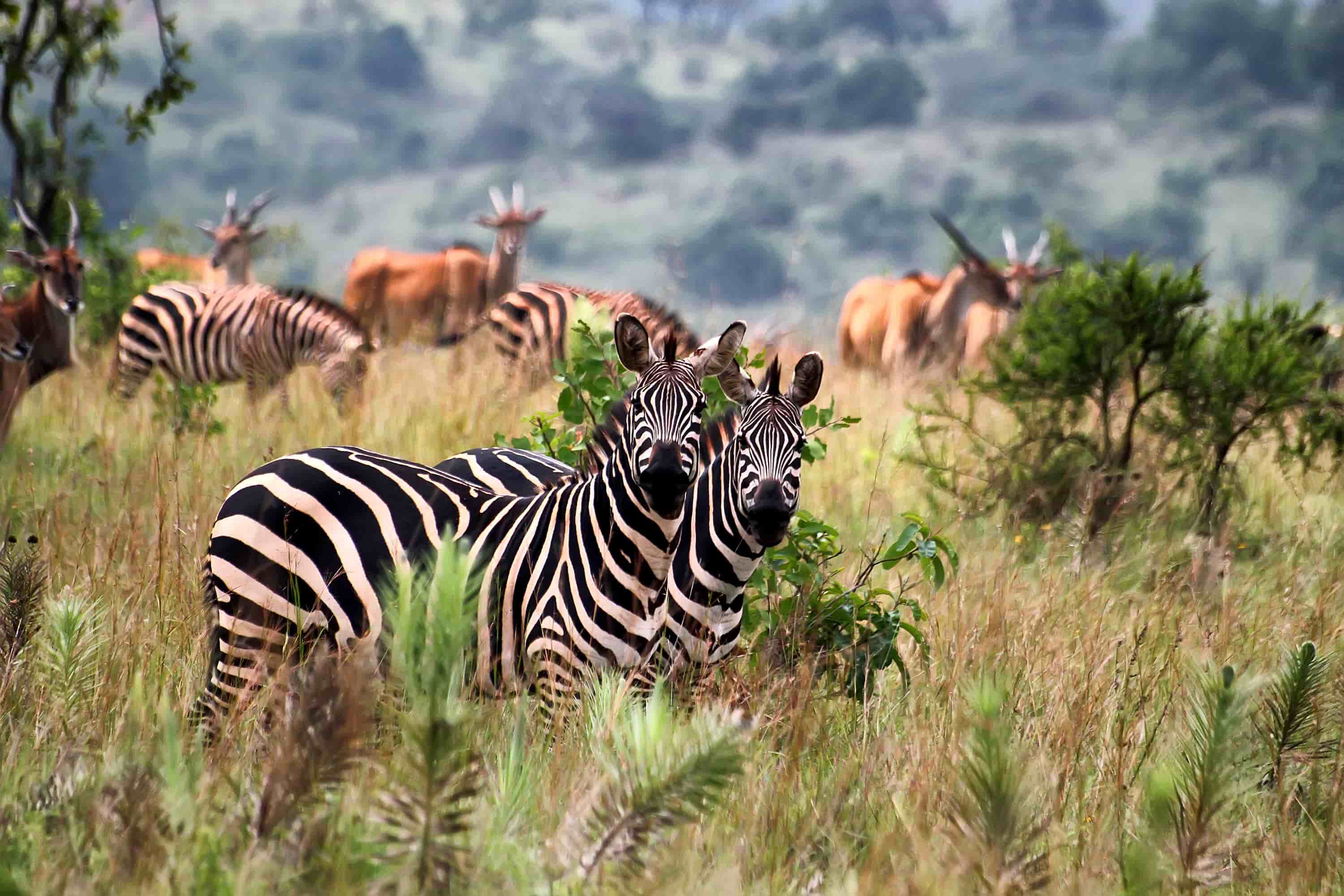 Akagera National Park - Mzansi Expeditions
