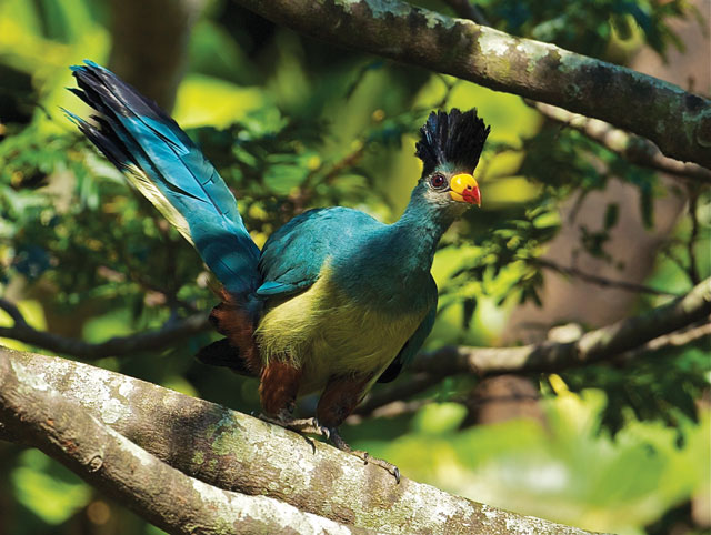 Bird-watching-and-eco-tourism