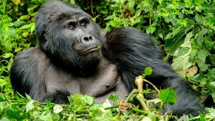 Bwindi Impenatrable National Park
