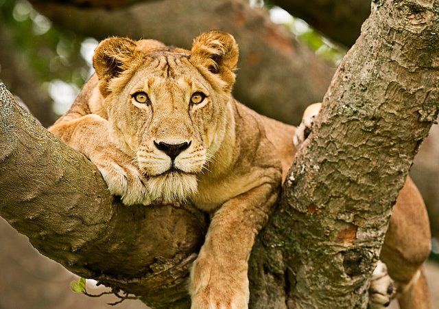 Queen Elizabeth National Park