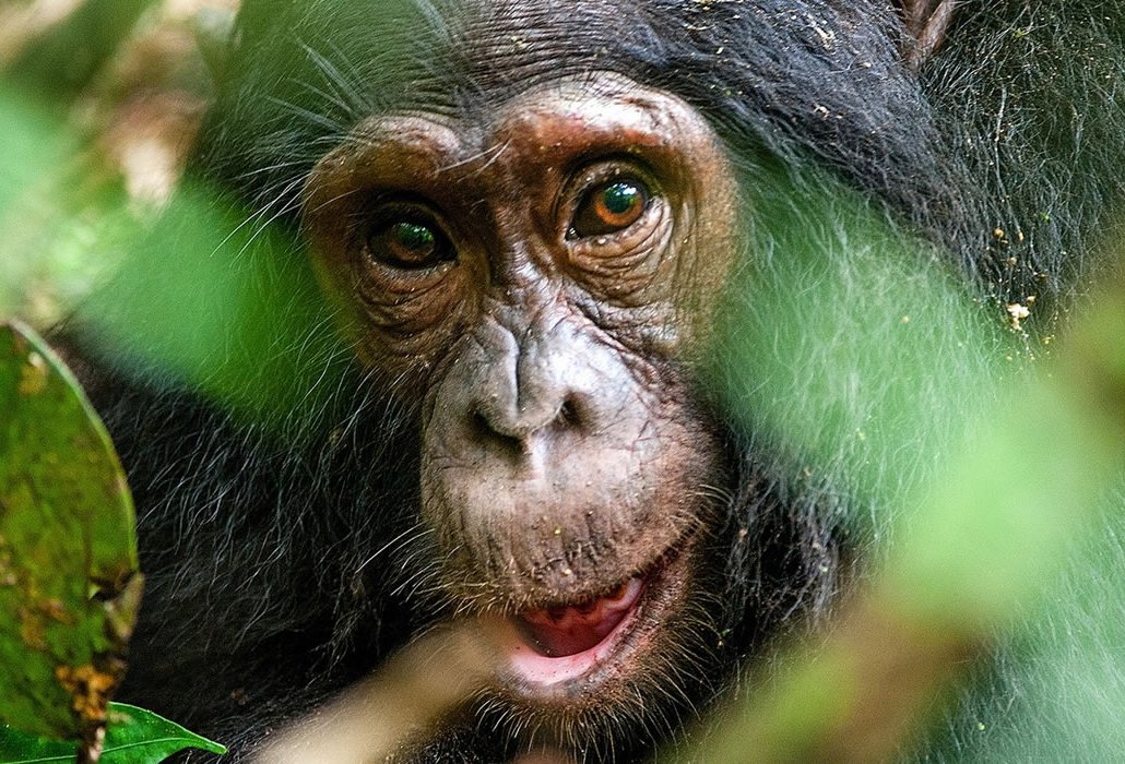 Kibale National Park