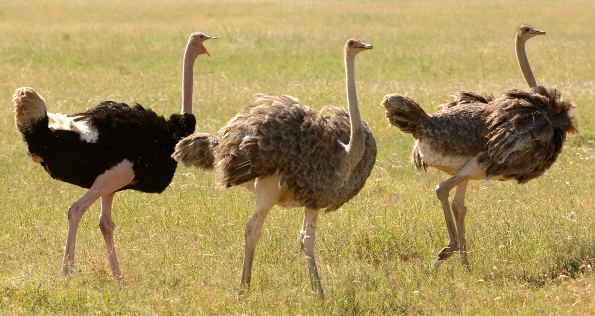 Kidepo Valley National Park