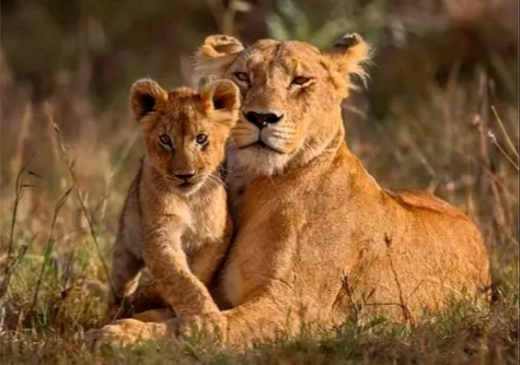 Safaris