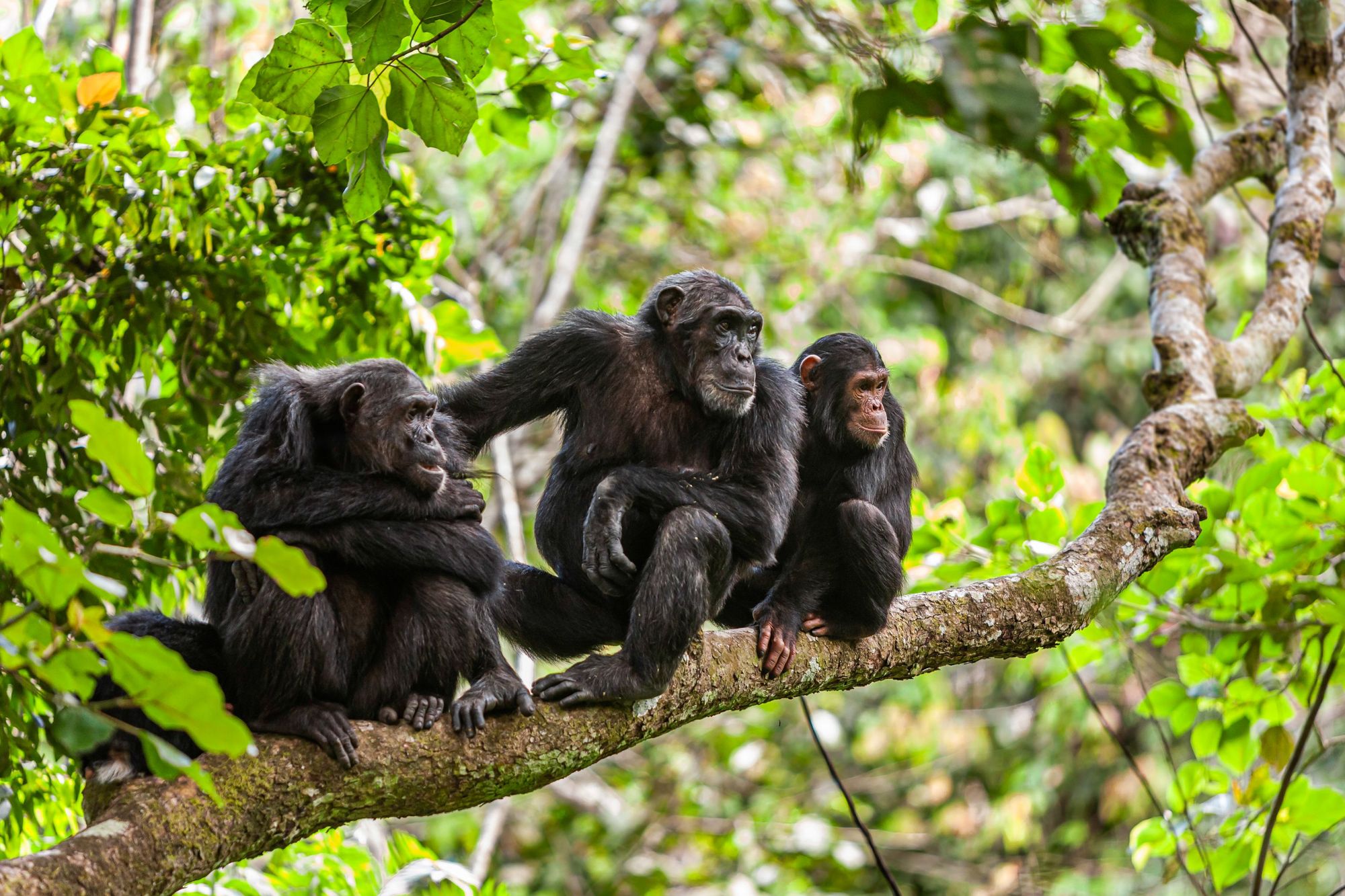 Mahale National Park - Mzansi Expeditions