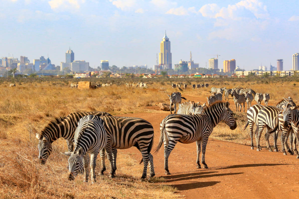 Nairobi National Park - Mzansi Expeditions
