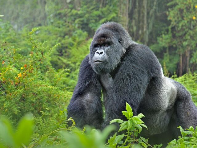 Gorilla-Tracking