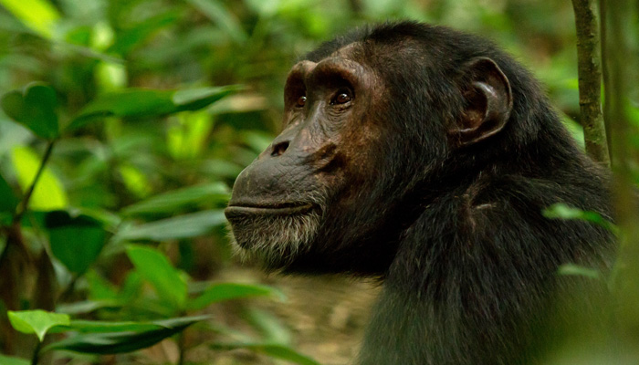 Nyungwe Forest Reserve - Mzansi Expeditions