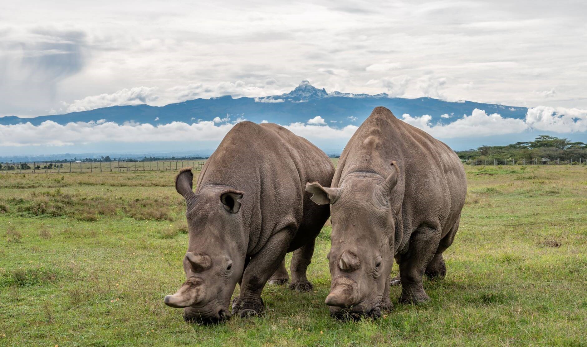 Ol Pajeta Conservancy - Mzansi Expeditions