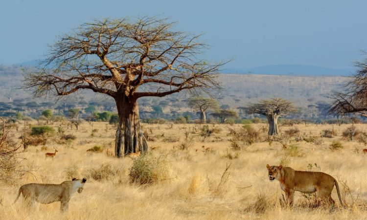 Ruaha National Park - Mzansi Expeditions