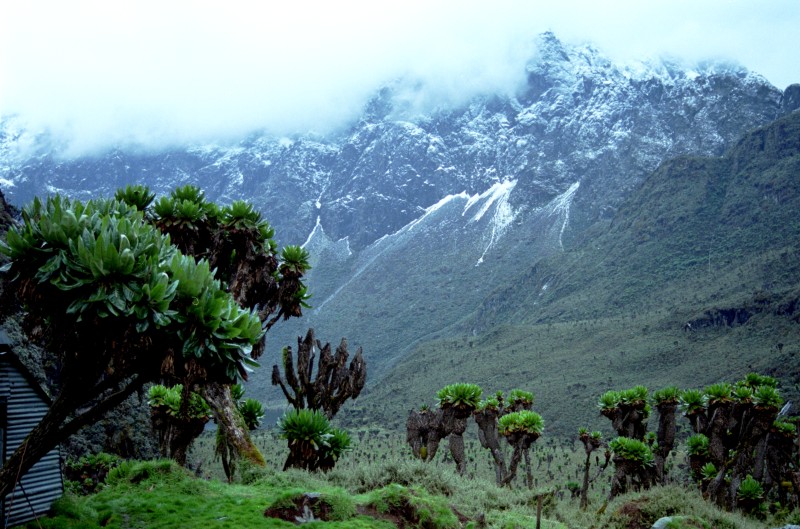 Rwenzori Mountain National Park