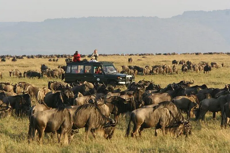Wildbeast At Seregeti National Park - Mzansi Expeditions