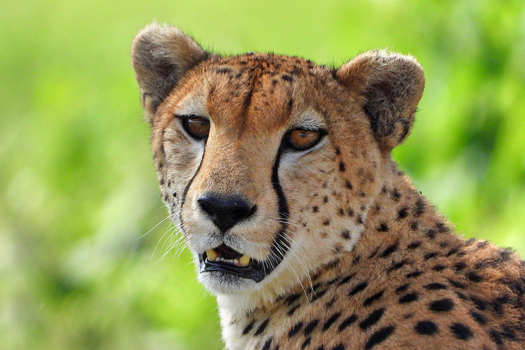 Mzansi Expeditions at Tarangire National Park